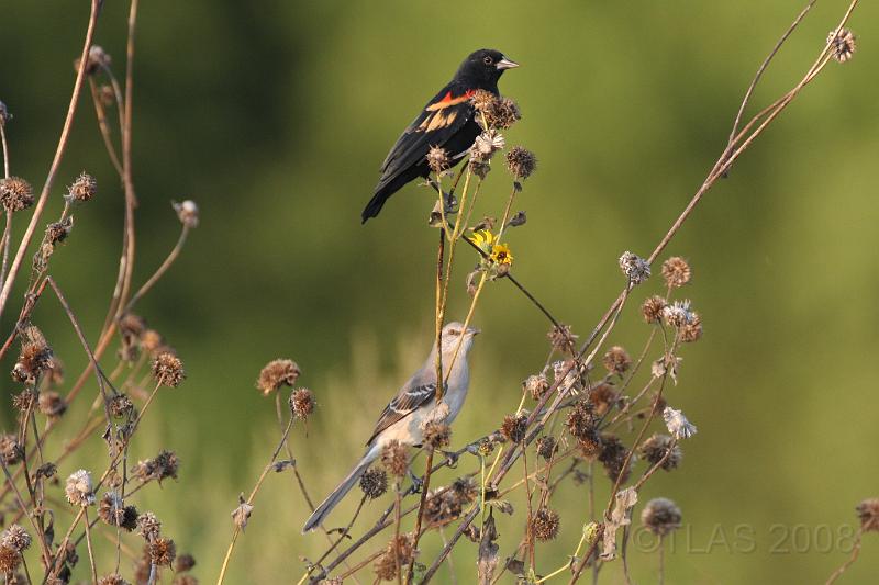 Red-winged Blackbird & Northern Mockingbird 092008 243.jpg